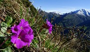 11 Primula di Lombardia con Arera sullo sfondo